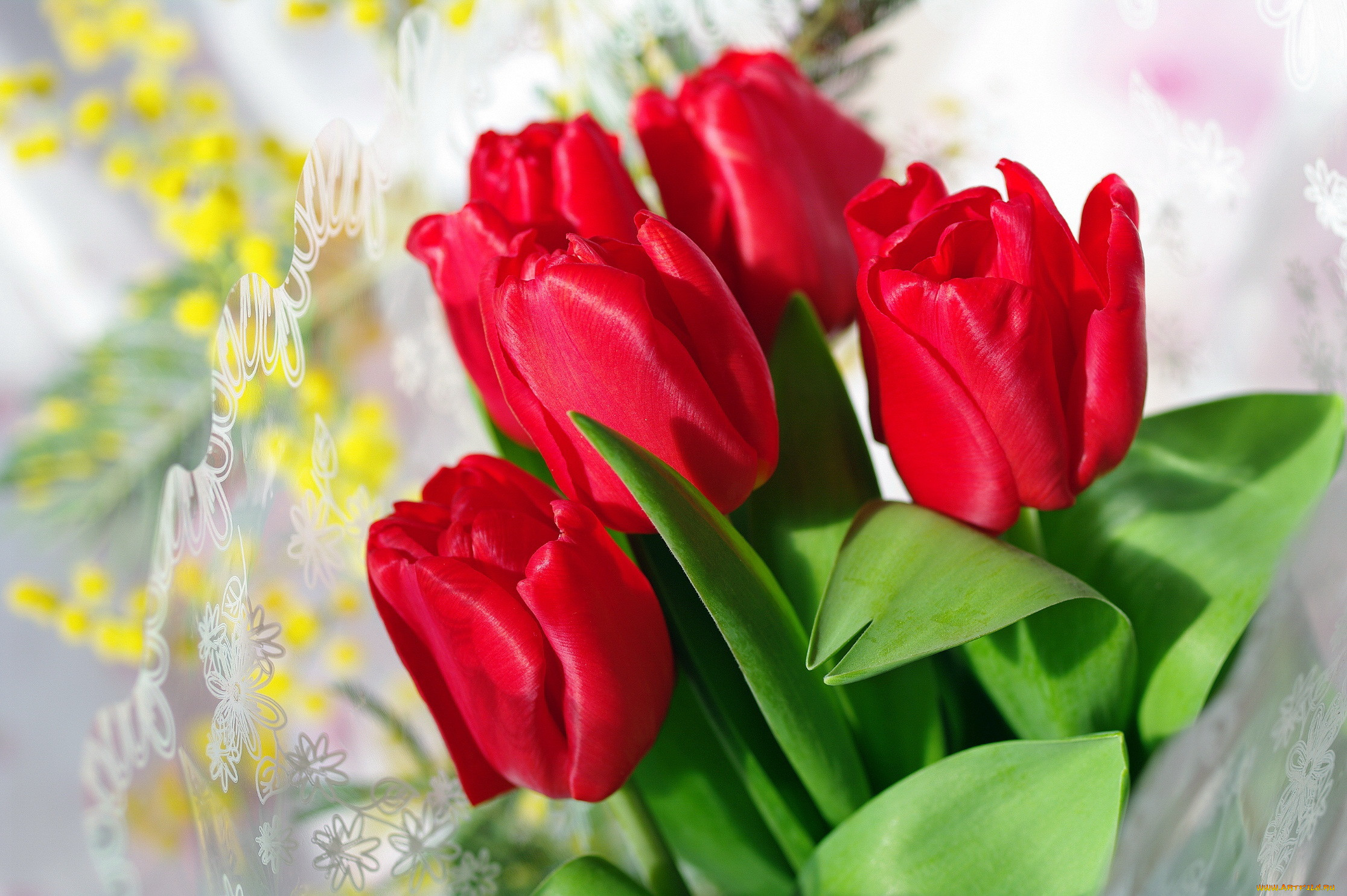 Цветы тюльпаны красные